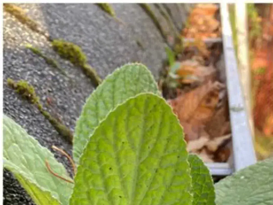 Moss cushions on shingles at the roof edge, a weed sprouting from the gutter