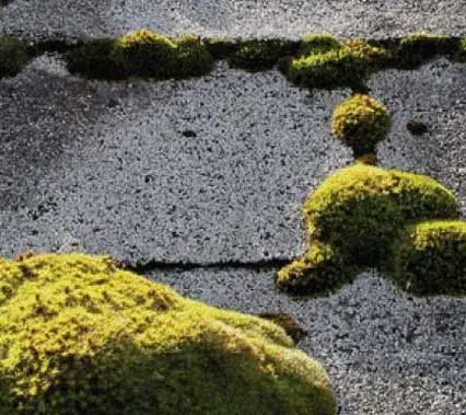 Bright green moss clumps growing along the joints of asphalt shingles