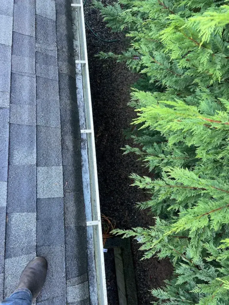 Asphalt shingles running to a clear roof edge, a cedar hedge growing up alongside