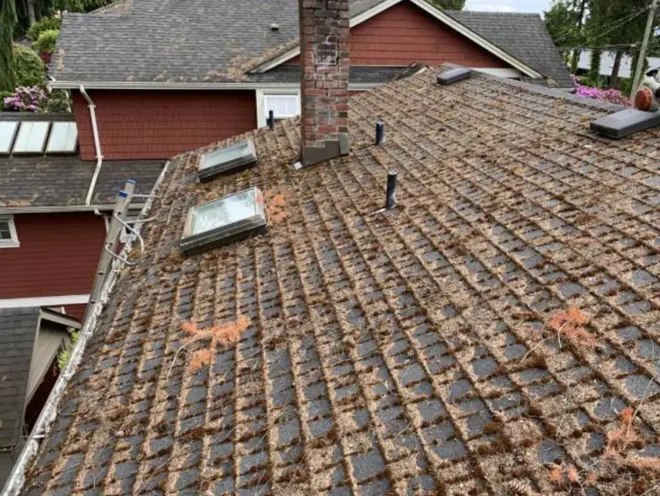 Moss and fallen needles thick across a shaded shingle roof around the skylights