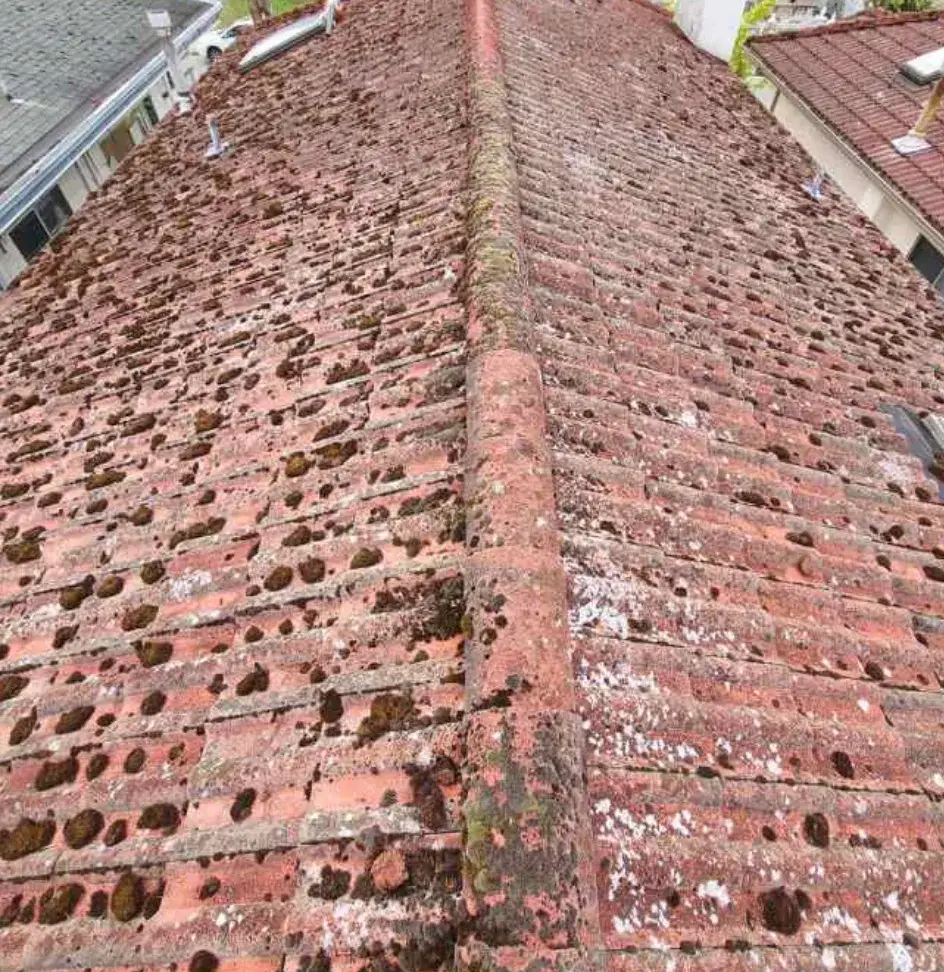 A clay tile roof carrying thick moss clumps along every course and up the ridge